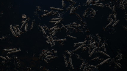 Graphite catkins in a pond wallpaper