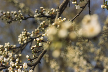 flowers on tree