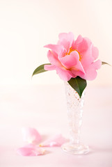 Pink cut flower in a glass vase on a light pink surface