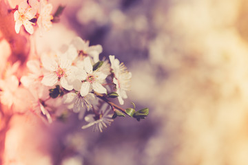 Flowering trees on a spring sunny day. White flowers on the branches of trees