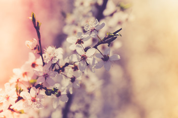 Flowering trees on a spring sunny day. White flowers on the branches of trees