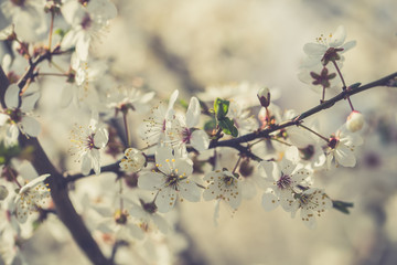 Flowering trees on a spring sunny day. White flowers on the branches of trees