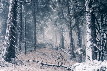 Naklejka premium Frostiger Nebelwald