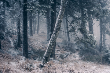 Frostige Temperaturen im Winterwald