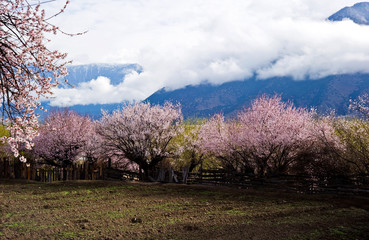 Fototapeta premium blooming peach tree in spring, Tibet China