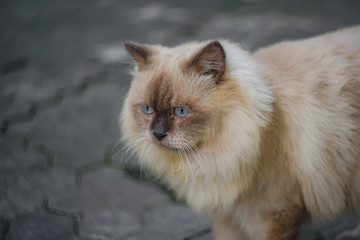 Naklejka na ściany i meble A Himalayan cat is taking an afternoon walk in the yard. Its gray fur is very thick and its nose is striking black.