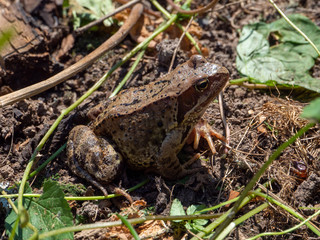 A large green frog is sitting on the ground