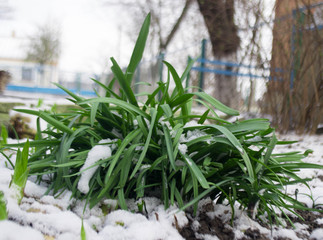 plants in snow