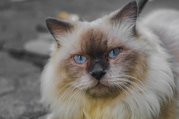 Fototapeta premium A Himalayan cat is taking an afternoon walk in the yard. Its gray fur is very thick and its nose is striking black.