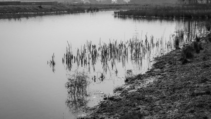 Fototapeta premium Reeds in the water as abstract rendered in black and white