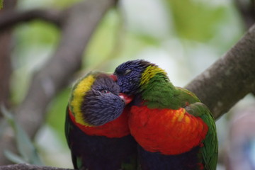 oiseau