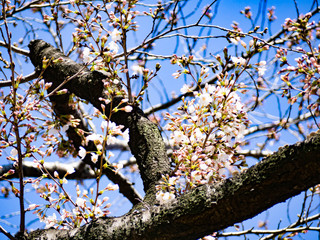 春を感じる日本の美しい先初めの桜