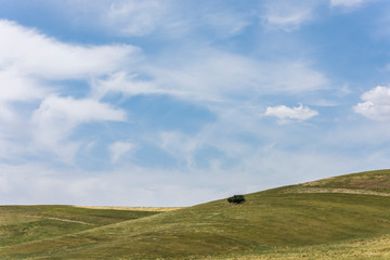 Single Tree on Hill