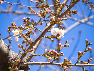 春を感じる日本の美しい先初めの桜