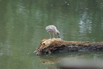 oiseau
