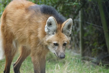 renard