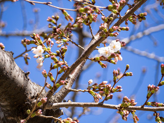 春を感じる日本の美しい先初めの桜