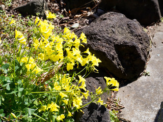 黄色く美しく咲くラッパスイセン