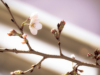 春を感じる日本の美しい先初めの桜