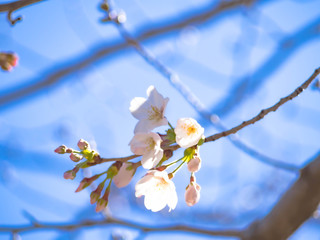 春を感じる日本の美しい先初めの桜
