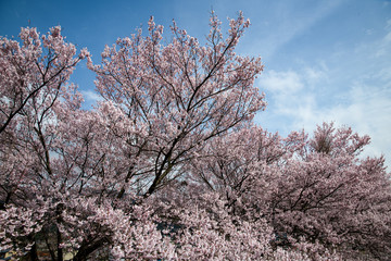 満開をむかえた手取川堰堤のソメイヨシノ
