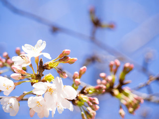 春を感じる日本の美しい先初めの桜