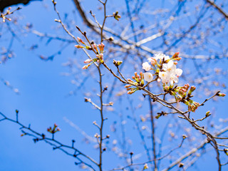 春を感じる日本の美しい先初めの桜