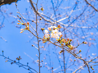 春を感じる日本の美しい先初めの桜