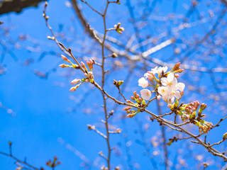 春を感じる日本の美しい先初めの桜