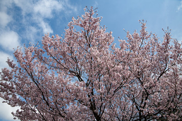 満開をむかえた手取川堰堤のソメイヨシノ