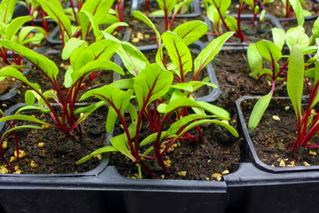 small beetroot plant seedlings with soil growing in planting pots isolated on a black background