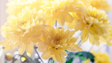 Background of chrysanthemums closeup. Blurred background. Fresh beautiful flowers.