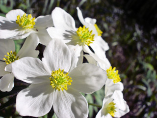 a bouquet of the most delicate white Siberian field flowers