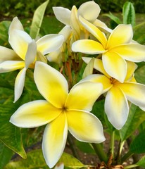 Plumaria flowers yellow and white frangipani tropical flowers, plumeria flowers blooming. 