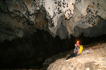 Bats in cave