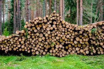 Sawn pine trunks lie on the grass
