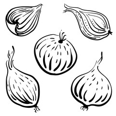 Onion, bulbs and slices. Black line sketch of vegetables isolated on white background. Doodle hand drawn vegetables. Vector illustration