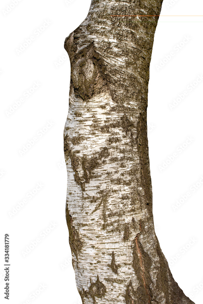 Poster natural birch tree trunk isolated on white background