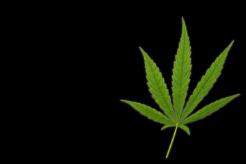 Cannabis leaves. Background with marijuana isolated on back background. Copy space. green cannabis leaf drug marijuana herb Background.