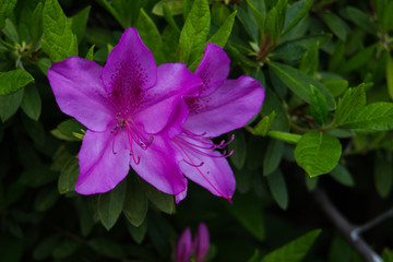 azalea