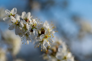 Weißdorn Rosaceae Crataegus Strauch Busch Blüten weiß Frühling Dornen Pollen Bienen Humme,n Staubgefäße Sauerland Deutschland Heilkraut Kompott Gelee Chinesische Medizin Ostern Deko