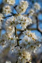 Weißdorn Rosaceae Crataegus Strauch Busch Blüten weiß Frühling Dornen Pollen Bienen Humme,n...