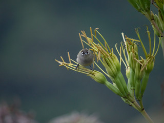 L'oiseau Vert