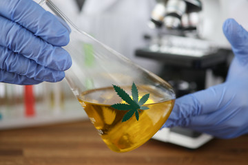 Gloved hands holding glass flask with hemp oil. Study medical properties cannabis. Cannabis...