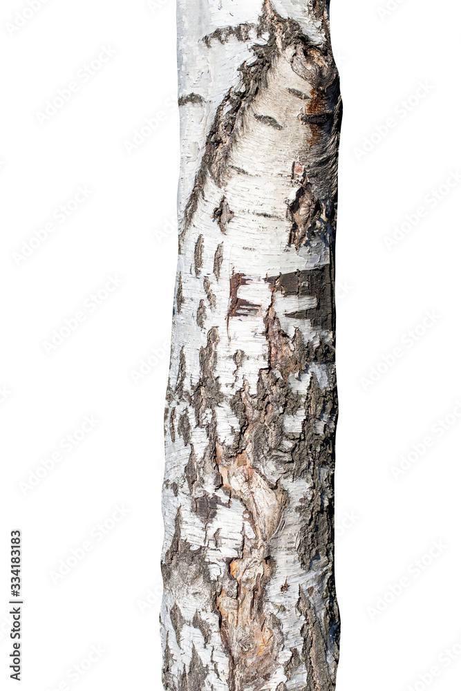 Poster natural birch tree trunk isolated on white background