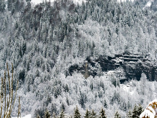 vue de forêts de sapins dans les Alpes à Notre-Dame de Bellecombe en France