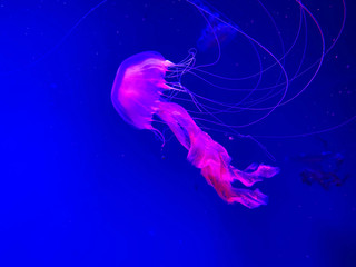 Amazing jellyfish floating in dark water, pink medusa swimming in the museum in Kiev. Sea, sea life...