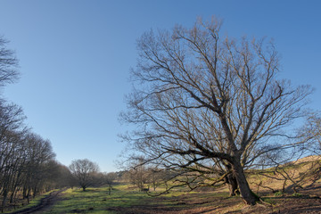 Two bare sloping trees in a dune landscape