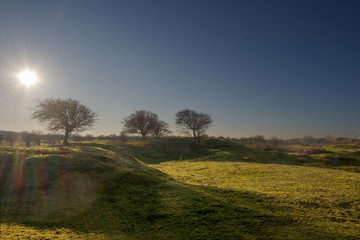 Low sun in a blue sky with bare little trees on a mossy dune top