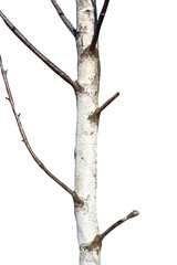 Natural birch tree trunk isolated on white background